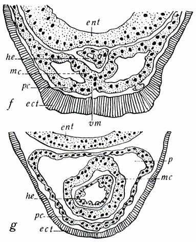 b) Stará neurula s nepárovým základem vena subintestinalis (Vs).