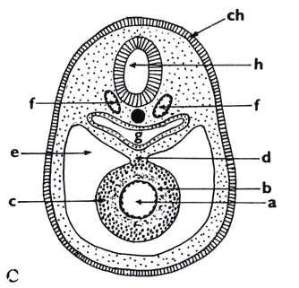 den vývoje: a endokardová trubice, b buňky myoepikardové, c dorzální aorty, d medulární brázda, e přední střevo B) Embryo 21.