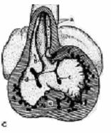 Obrázek 9 Proces vnitřního členění srdce (Klika a kol., 1985) Legenda: A) Frontální pohled na vyvíjející se srdce u embrya 5 mm dlouhého (asi 28.