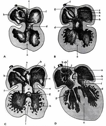 Systémové vény ztrácí spojení s intrapulmonální části venózního splanchnického plexu a krev je z něho odváděna výhradně cestou venae pulmonales. (Klika a kol.