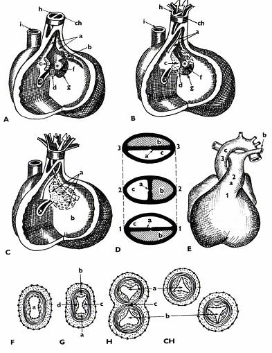 Obrázek 13 Septace komor a truncus arteriosus (Klika a kol., 1985) Legenda: A C) postupné zužování až uzavření foramen interventriculare a utváření pars membranacea septi ventriculorum. A) Embryo 6.