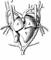 Conus arteriosus je zahrnut do komorové hmoty srdce, tak, že truncus arteriosus je více nebo méně přímo spojen s komorou.