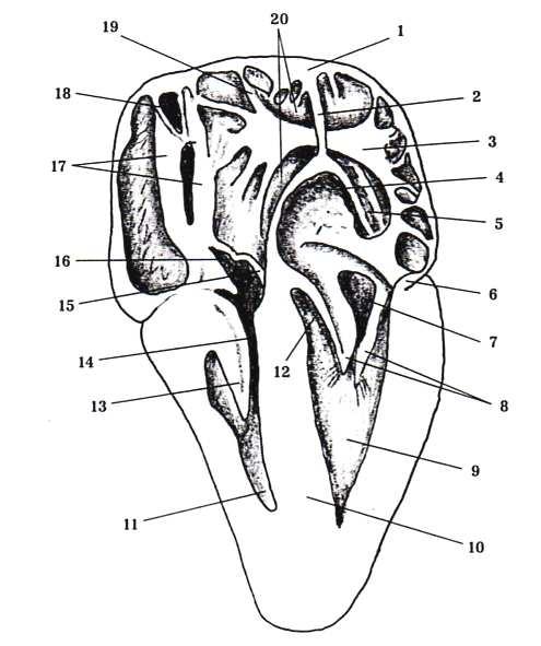 Obrázek 31 Podélný řez srdcem kura Legenda: 1 arcus longitudinalis dorsalis, 2 septum interatriale, 3 arcus transversus, 4 atrium sinistrum, 5 valva vena pulmonalis, 6 musculus basianularis, 7 ostium