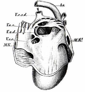 k jejich odstupu. Skelet tvoří vazivové prstence (anuli fibrosi). Ty vznikají nahlučením vaziva kolem výstupu aorty, truncus pulmonalis a kolem pravého a levého atrioventrikulárního otvoru.