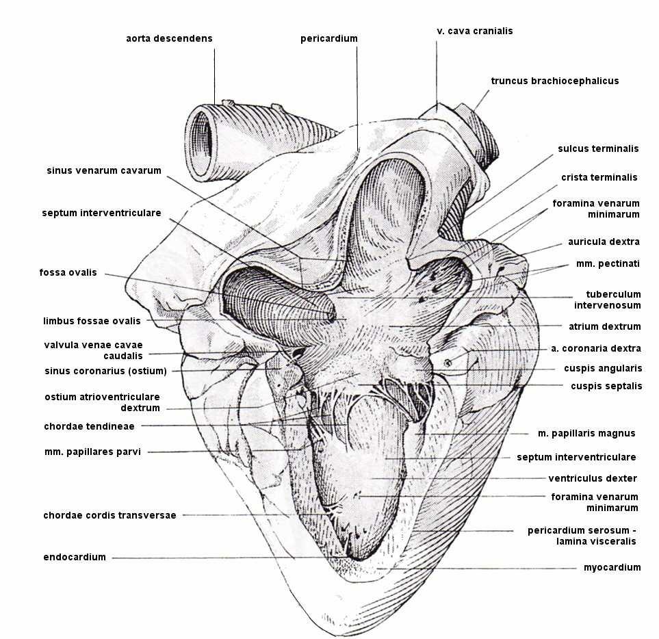 Fossa ovalis představuje zbytek po zarostlém foramen ovale fetálního krevního oběhu. U skotu zůstává foramen ovale do 3 5 týdnů po narození.