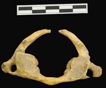 Cranial bones with original professionally performed cuts. Obr.