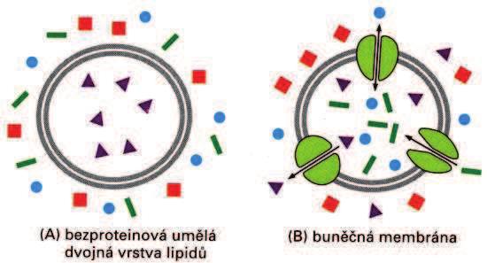 Membránové transportní proteiny jsou zodpovìdné za pøenos malých ve vodì rozpustných molekul pøes bunìèné membrány (A) umìlá dvojná vrstva lipidù neobsahuje proteiny, nepropustná pro vìtšinu ve vodì