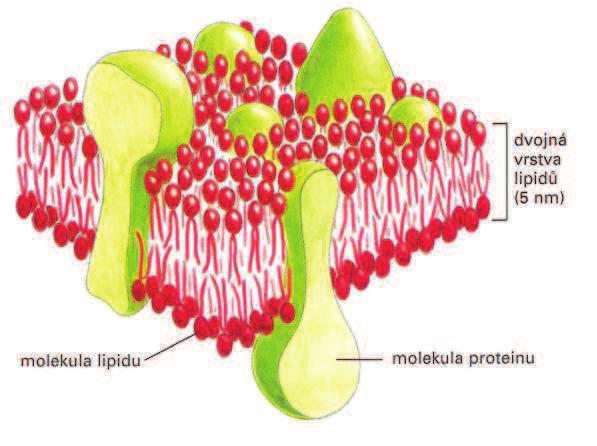 Struktura membrán