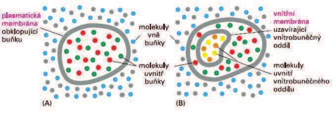Bunìèné membrány jako fyzikální bariéry membrány jako fyzikální bariéry mezi dvìma oddíly brání smísení molekul z