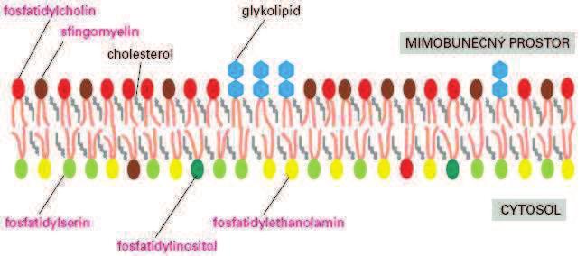 Lipidy v plasmatické membránì fosfolipidy pìt typù glykolipidy (s šestiúhelníkovými hlavièkami cukrù) všechny