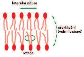 Pohyblivost fosfolipidù Tøi typy možných pohybù