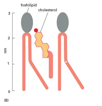 Úloha cholesterolu v bunìèných membránách cholesterol pouze v živoèišných buòkách, snižuje tekutost membrán (A)