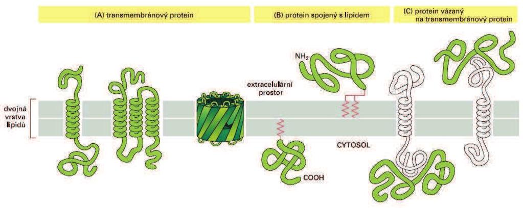 Protein má v membránì obvykle strukturu!