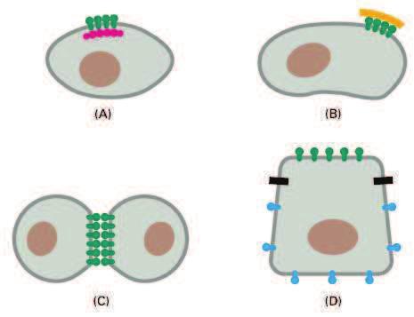 Ètyøi zpùsoby omezení laterální pohyblivosti proteinu plasmatické membrány Omezení laterální pohyblivosti proteinù plasmatické membrány (A) pøipojení k bunìènému kortexu uvnitø