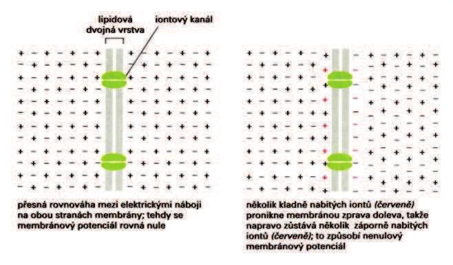 Distribuce iontù a membránový potenciál Membránový potenciál vzniká díky tenké vrstvì iontù (< 1 nm) v tìsné blízkosti membrány, které jsou ve své poloze drženy pøitahováním k opaènì nabitým iontùm