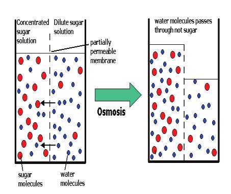 Osmóza Rozpouštìdlo má tendenci pronikat pøes polopropustné membrány do míst, kde je