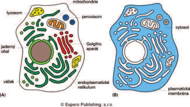 Vnitøní membrány a cytosol (A) membránové oddíly v eukaryontních