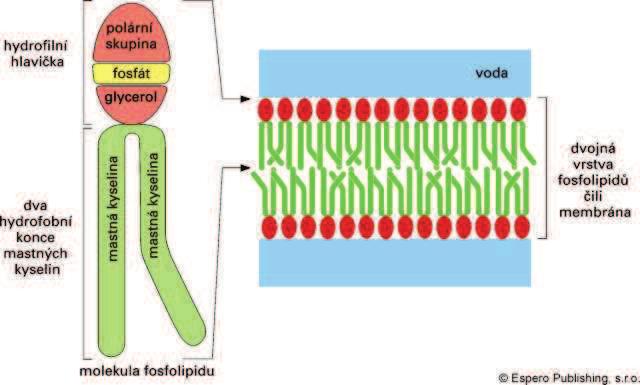 Struktura fosfolipidù a jejich orientace v membránì ve vodném prostøedí se hydrofobní konce fosfolipidù