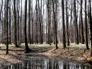 lužní les v NPR Polanská niva CHKO Poodří Flóra a vegetace Lesní vegetace Hlavním vegetačním typem jsou tvrdé luhy s jasanem ztepilým (Fraxinus excelsior), dubem letním (Quercus robur), olší lepkavou