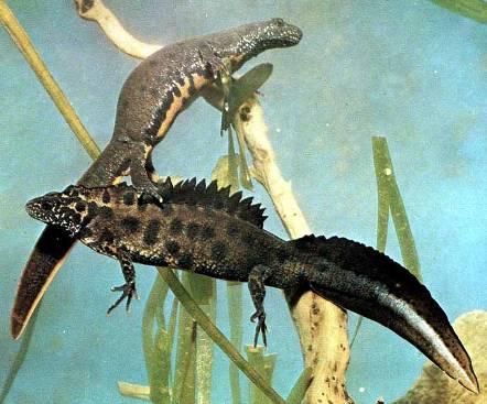(Salamandra salamandra), ojedinělé jsou údaje o blatnici skvrnité (Pelobates
