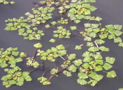 Flóra a vegetace Tůně a rybníky Submerzní a natantní vegetace se stulíkem žlutým (Nuphar