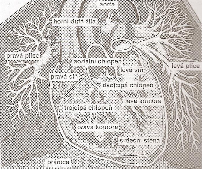 3 Anatomie a funkce srdce a cév (oběhová soustava) 3.1 Srdce (cor) Již bylo řečeno, že srdce je dutý nepárový svalový orgán, tvořený čtyřmi oddíly.