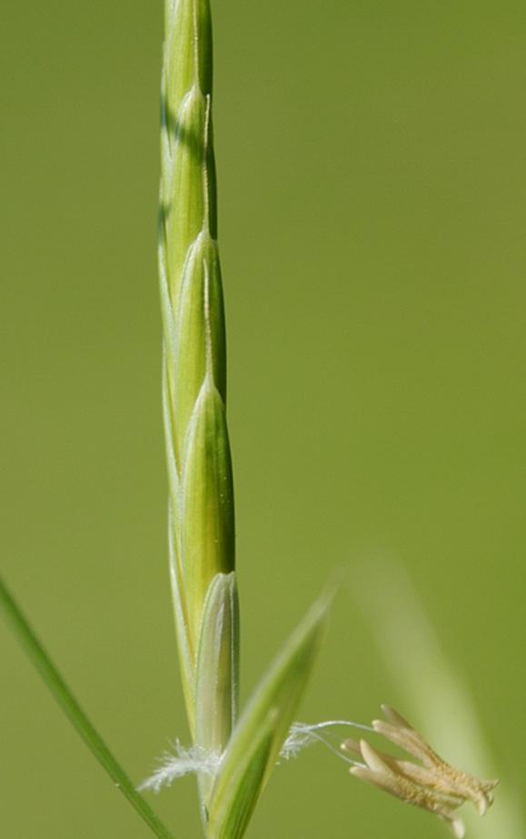 prapořité (rachypodium pinnatum).