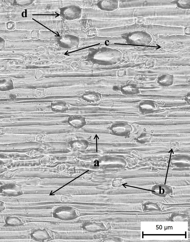 Detail pokožky spodní strany listu [otiskový preparát]: (A) válečky skalní (rachypodium rupestre): a zvlněné buněčné stěny dlouhých pokožkových buněk, b krátké pokožkové buňky; () válečky prapořité