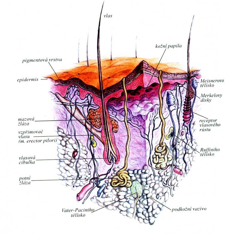 STAVBA KŮŢE Pokoţka (epidermis) Škára