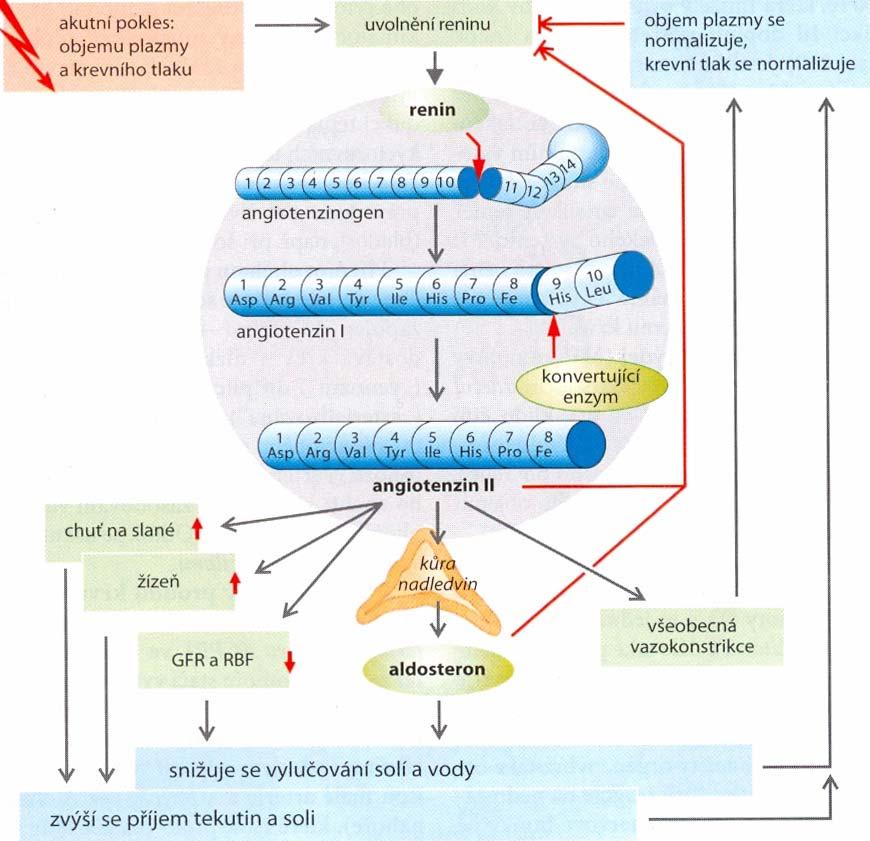 Juxtaglomerulární aparát (ledviny) - produkce reninu (v důsledku poklesu objemu
