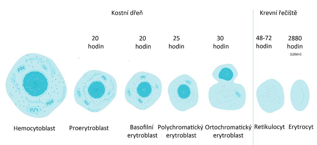 2. Formované elementy jsou hlavně erytrocyty, leukocyty a trombocyty. 2 ERYTROCYTY Jedná se o krevní elementy, nelze přesně hovořit o buňkách, neboť erytrocyty nemají jádro.