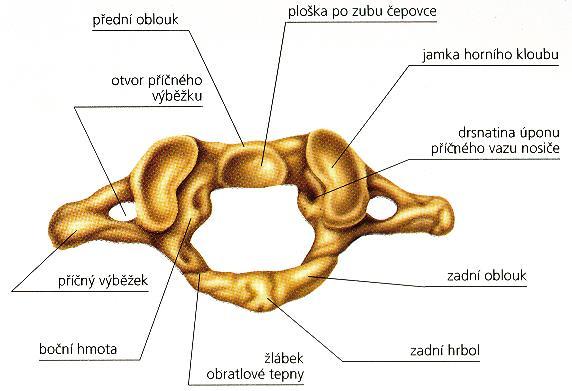 Obrázek 1 První krční