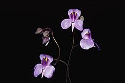 - Utricularia geminiloba je druhým nejmenším druhem sekce Iperua, přesto
