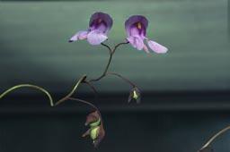 - První květy Utricularia nelumbifolia v Botanické zahradě Liberec.
