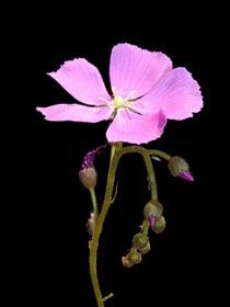 Drosera hamiltonii