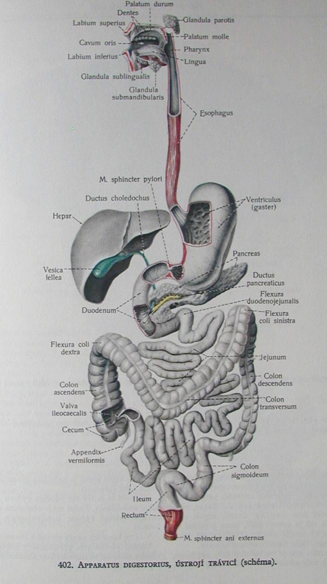 Giardia intestinalis životní cyklus 1.