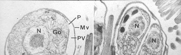 enterocytu