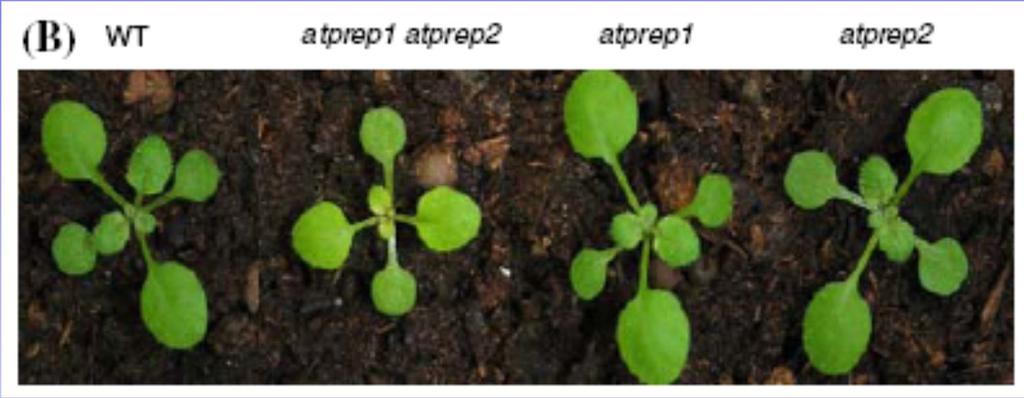 29 2009 Identifikace genů AtPreP1 a AtPreP2 kódujících enzym pre-sequence proteázu PreP Cederholm SN et al.