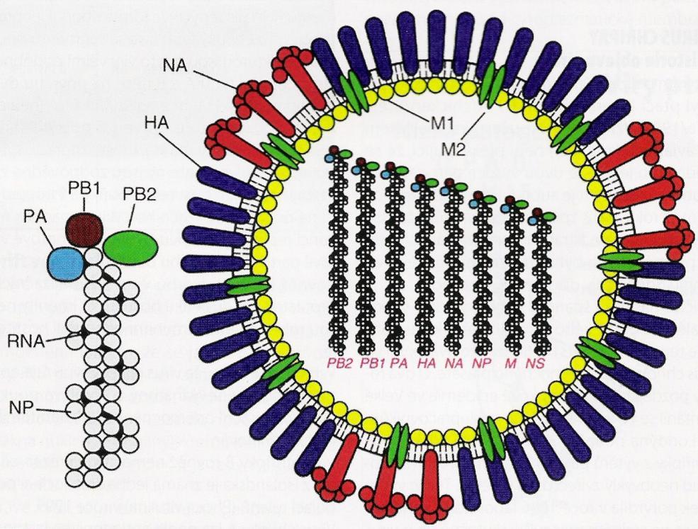 endonukleázy, i kdyţ je vázaná v RNP komplexu. Počáteční a konečné nukleotidy jsou u všech osmi segmentů totoţné. Kaţdý segment kóduje obvykle jednu ze strukturálních bílkovin virionu (viz tab.