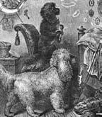 Dva němečtí lovečtí pudlové z Cassellovy knihy The Book of the Dog, 1881. Tato rytina od J. A. Kleina z roku 1818 ukazuje německého pudla v krátkém pracovním střihu.