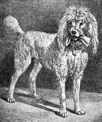 Podle písemných záznamů v roce 1642 obdržel princ Rupert 4 od britského velvyslance lorda Arundella bílého pudla z německého chovu jménem Boy, kterého si po svém propuštění ze zajetí v Linci vzal s