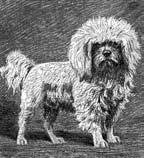 dia Hüthera (München, 1907) je citován článek z časopisu Der Hund (Pes, ročník 1883), podle něhož císařský nadlesní von Meyernick na polesí Loederitz an der Elbe choval mnoho let plemeno