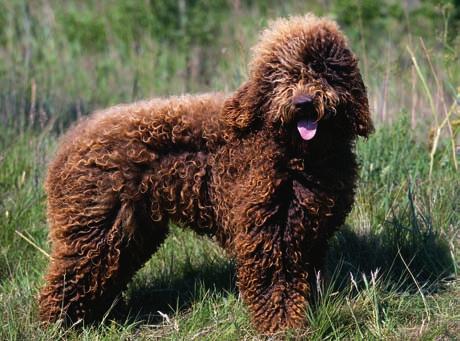Barbet Zprvu byl barbet jako oficiální předek všech kudrnatých ohařů a pudla zařazen v FCI skupině č. 7. Od roku 1986 se nachází ve skupině č. 8 Retrívři, slídiči a vodní psi.