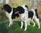 Lagotto romagnolo Tento kudrnatý pes je v Itálii znám velmi dlouho. Jeho příznivci tvrdí, že lagotto je nejstarší plemeno ze všech vodních psů.