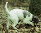Jeho chov byl zaměřen především na čistě pracovní účely, a tak se v průběhu času přikřižovala plemena, jako pointer, pudl, spinone a další.
