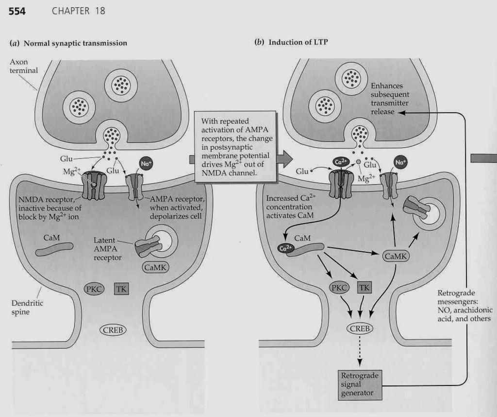 ionotropní receptor potřebuje k aktivaci a)ligand, b)silnou