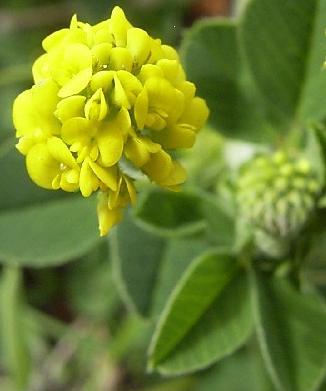 Medicago