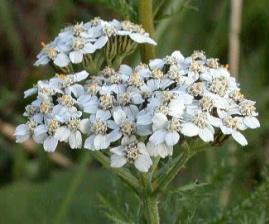 Artemisia 0,5