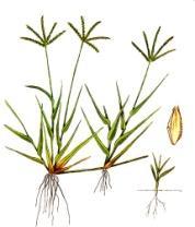 Agrostis