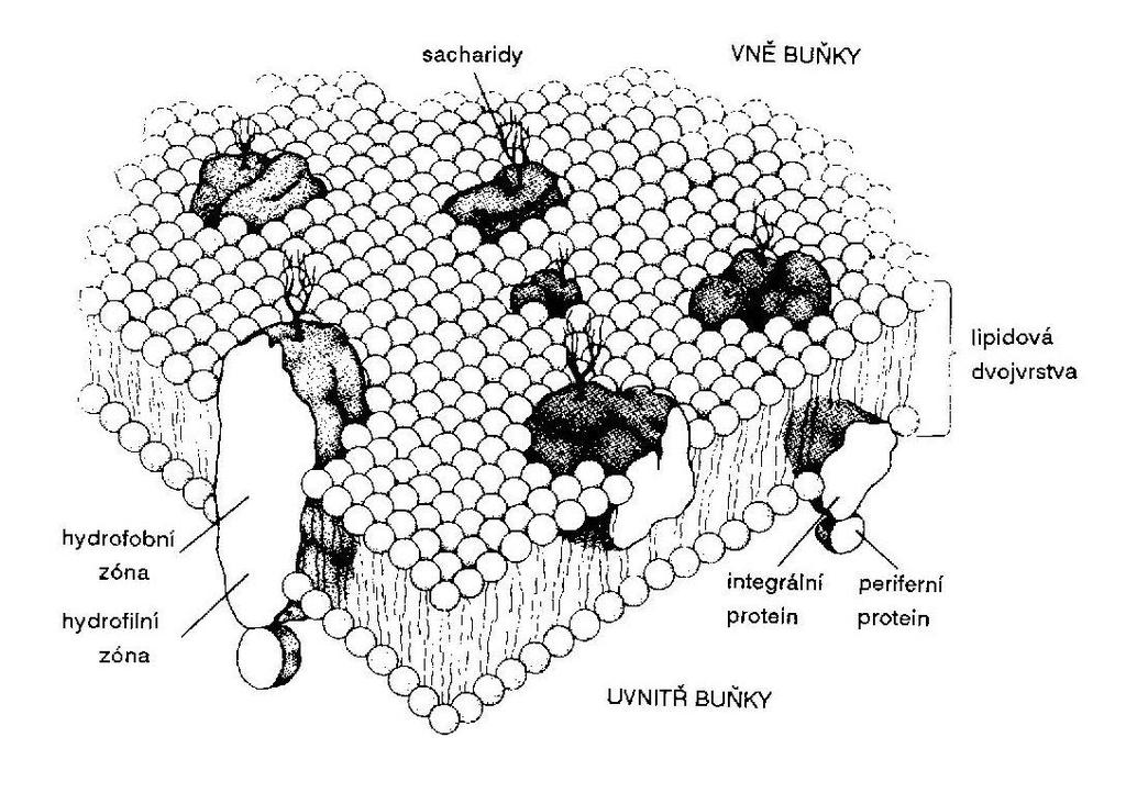 UTB ve Zlíně, Fakulta technologická 12 1 BUNĚČNÉ MEMBRÁNY Mnoho buněčných procesů, včetně nitrobuněčného a mezibuněčného přenosu signálu, či zpracování informací, probíhá v plazmatických membránách,